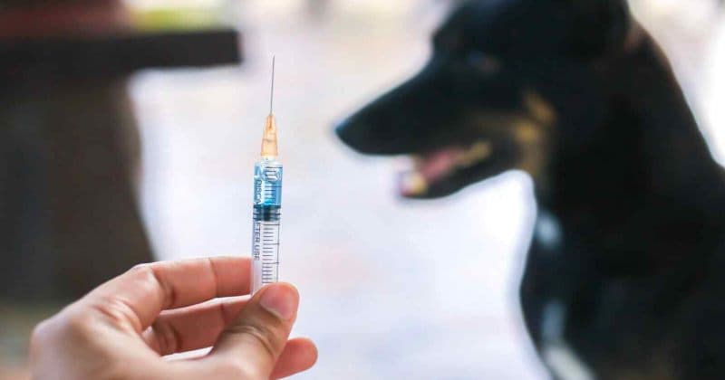 იძებნებიან პირები, რომლებიც აფრიკის დასახლებაში, ჭიჭინაძის ქუჩა 6-ის მიმდებარე ტერიტორიაზე ცოფით დაავადებულ ძაღლთან კონტაქტში იყვნენ