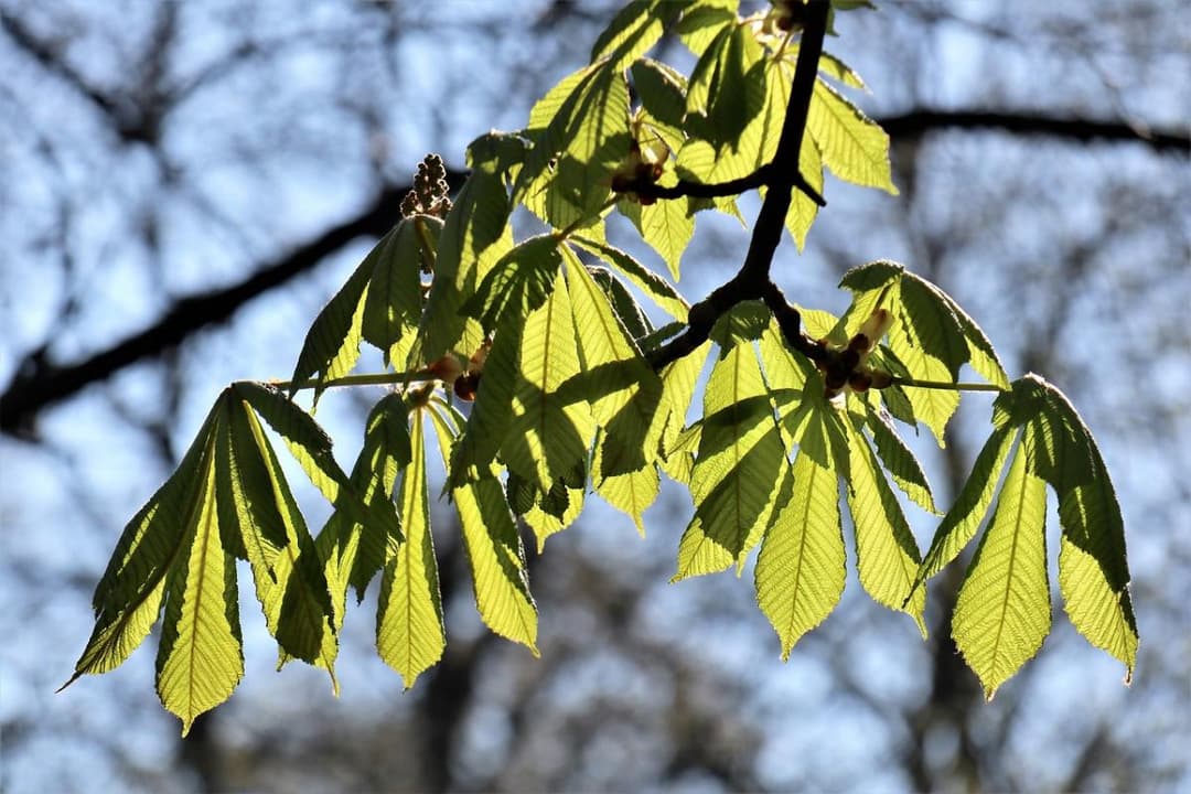 18-20 მაისს მოსალოდნელი ამინდი საქართველოში
