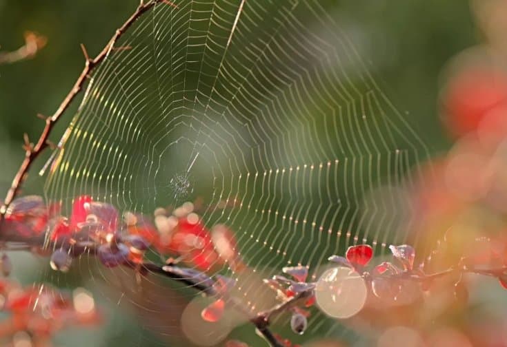 22 სექტემბრამდე მოსალოდნელი ამინდი საქართველოში