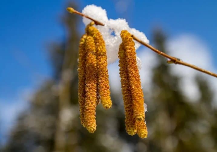 2 თებერვლამდე მოსალოდნელი ამინდი საქართველოში