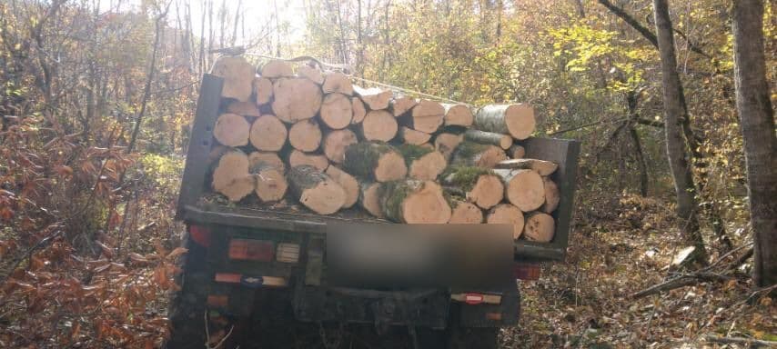 კახეთში უკანონო ტყითსარგებლობის 9 ფაქტი გამოავლინეს