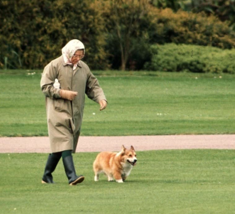 DOG SAVE THE QUEEN Queen gets two new corgi puppies after last one died to help her through royal crisis with Meghan