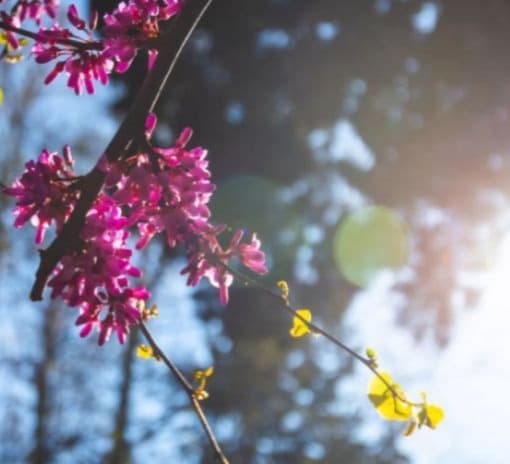 1-3 მაისს მოსალოდნელი ამინდი საქართველოში