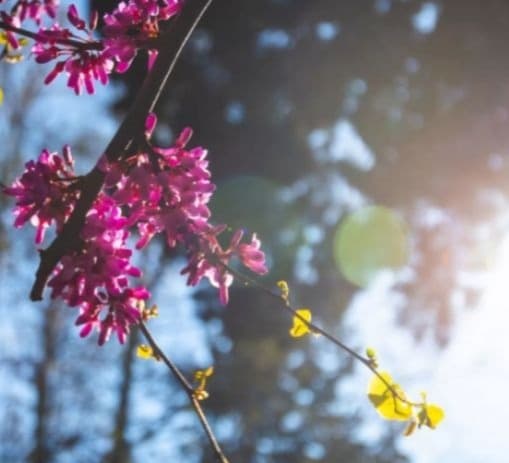 2-3 მაისს მოსალოდნელი ამინდი საქართველოში