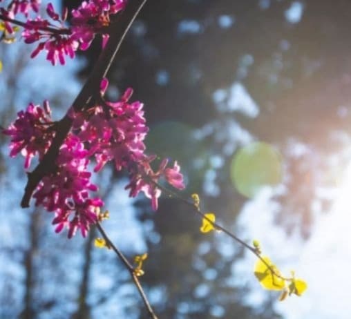 12-15 მაისს მოსალოდნელი ამინდი საქართველოში