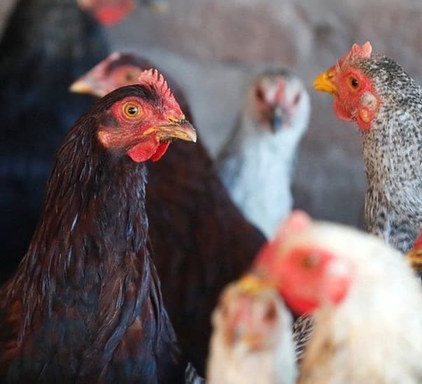 Salmonella: CDC urges Americans not to kiss chickens amid outbreak