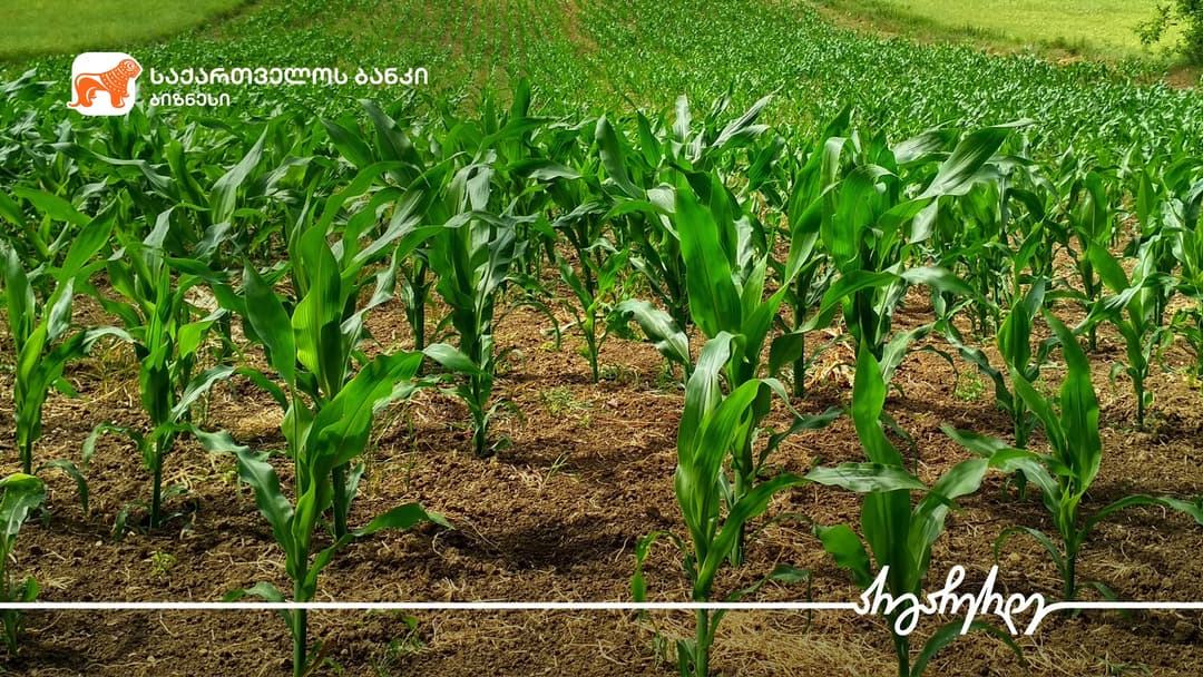 “საქართველოს ბანკის” მხარდაჭერით სამტრედიაში, სოფელ ახალსოფელში აგრომეურნეობა ვითარდება