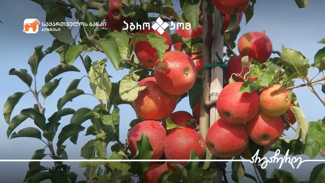“საქართველოს ბანკი” კომპანია “აგროკომთან“ პარტნიორობით მცირე და საშუალო ზომის აგრობიზნესებს დამატებით მომსახურებას სთავაზობს