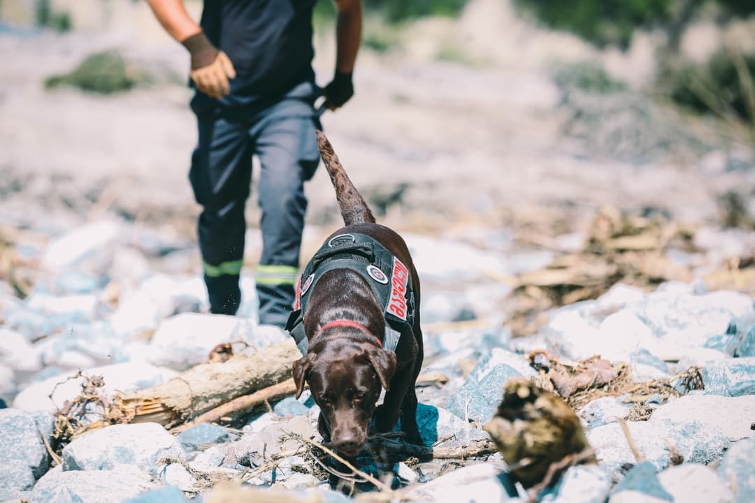 თემურ მღებრიშვილი – სტიქიის ეპიცენტრში ფაქტობრივად ჩვენ უკვე მთლიანად გვაქვს ტერიტორია შემოწმებული