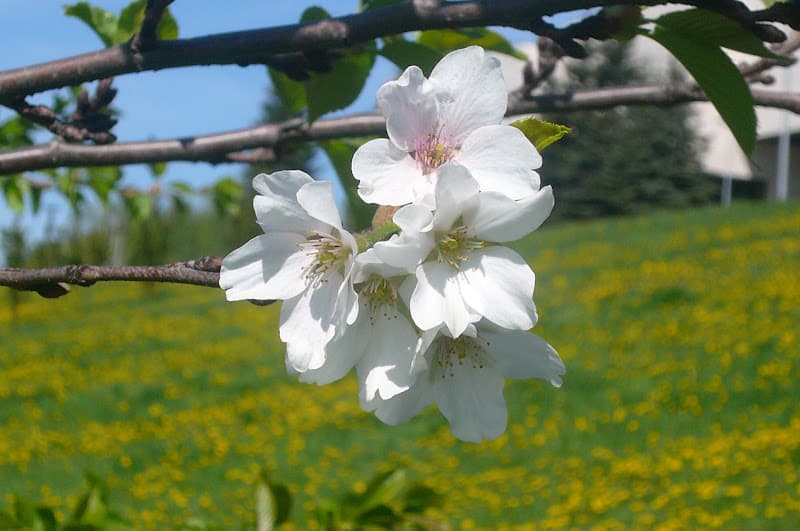 16-20 აპრილს მოსალოდნელი ამინდი საქართველოში