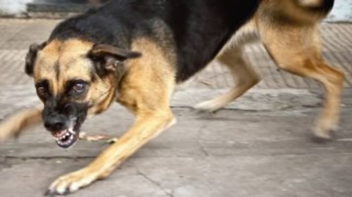 ამბროლაურში ცოფის შემთხვევა დაფიქსირდა