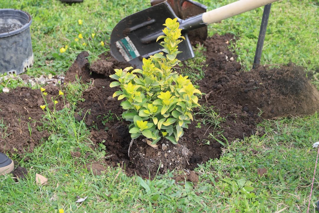 ქალაქ თერჯოლაში, მუნიციპალიტეტის მერიის შენობის მიმდებარედ გამწვანების აქცია ჩატარდა