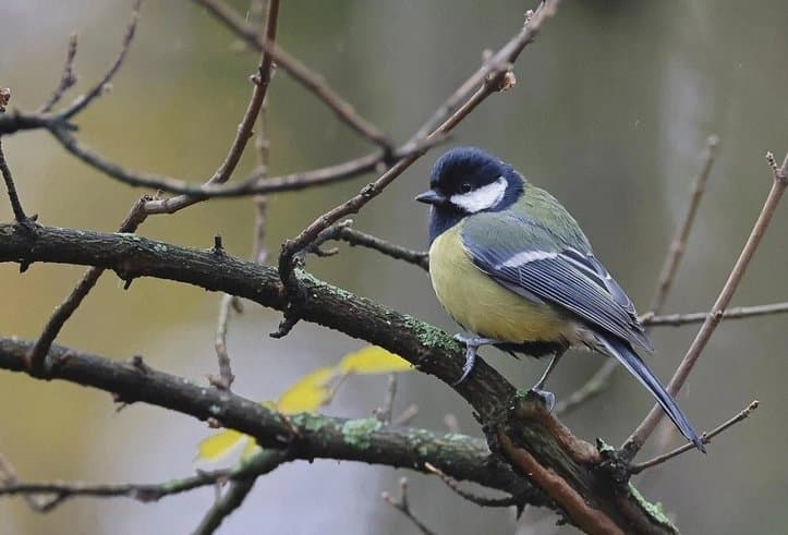 12 თებერვლამდე მოსალოდნელი ამინდი საქართველოში
