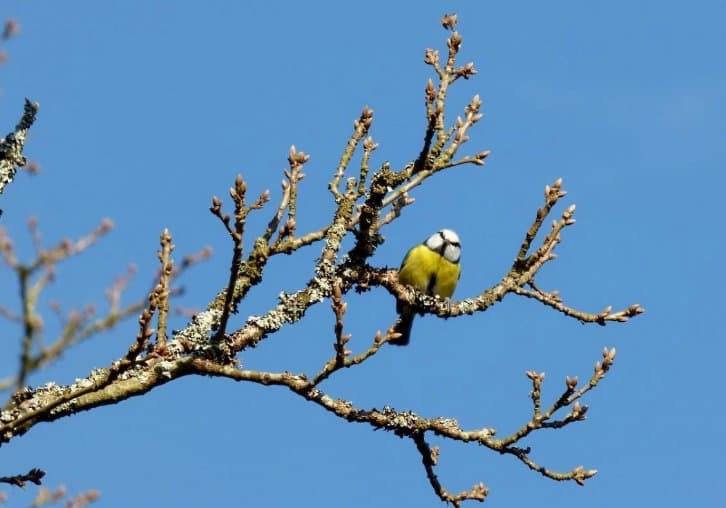 29 თებერვალს და 1-3 მარტს მოსალოდნელი ამინდი საქართველოში
