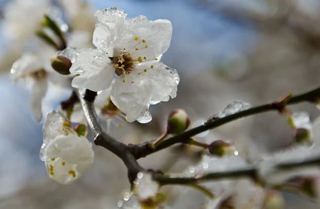 22-24 მარტს მოსალოდნელი ამინდი საქართველოში
