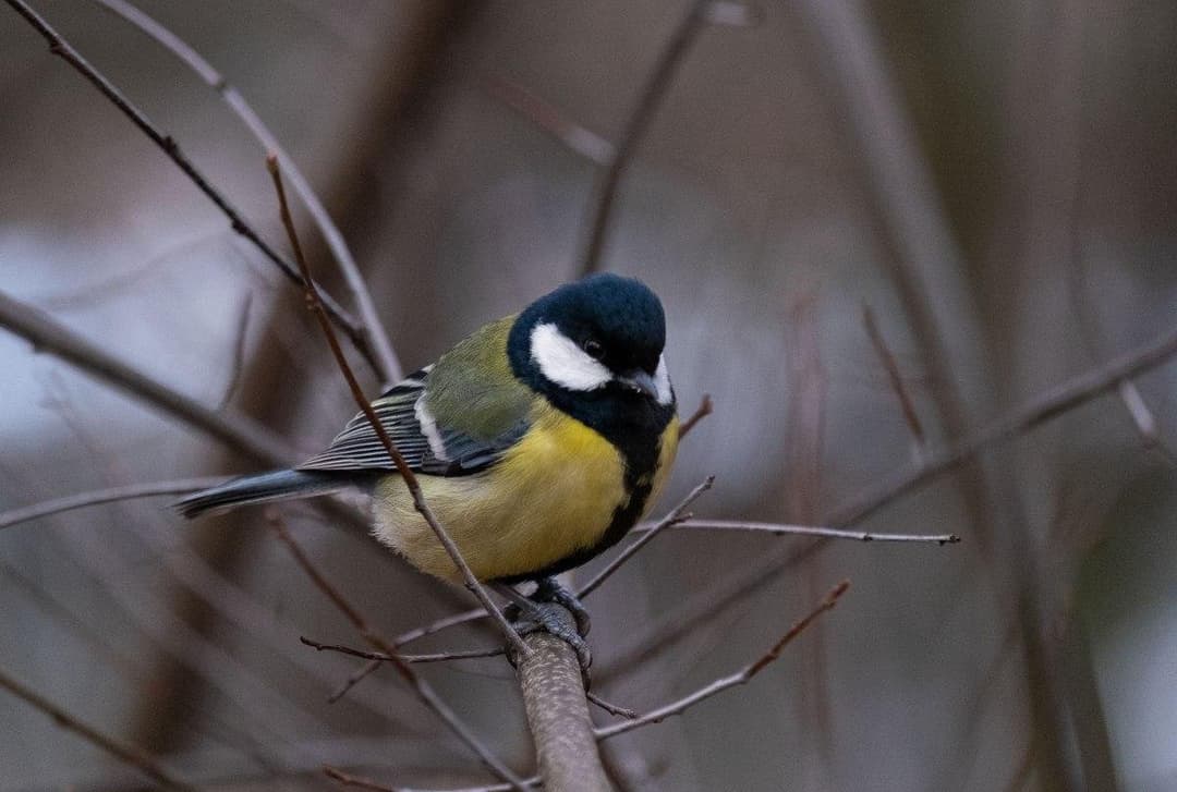 20 იანვრამდე მოსალოდნელი ამინდი საქართველოში