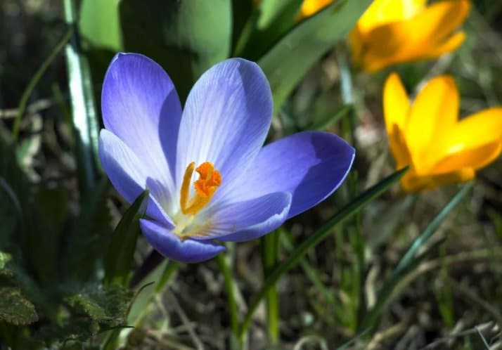 2 აპრილამდე მოსალოდნელი ამინდი საქართველოში