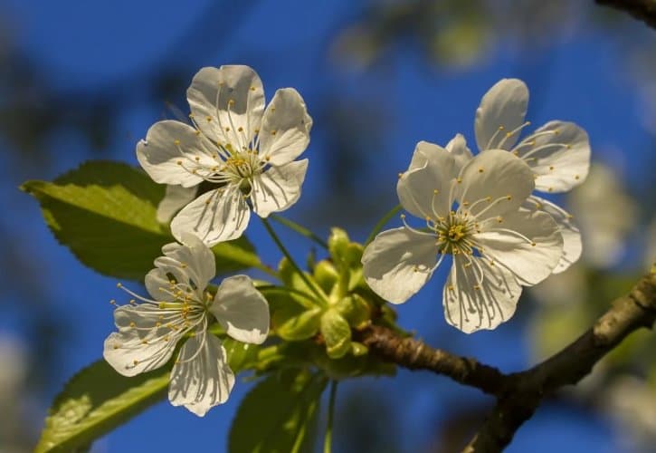 5 აპრილამდე მოსალოდნელი ამინდი საქართველოში