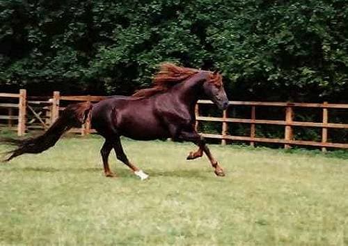 სოფელ დიღომში ცხენების შეჯიბრი გაიმართება