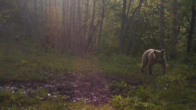შუახევის სოფელში დათვი სამ ადამიანს დაესხა თავს, დაშავდა მოზარდი