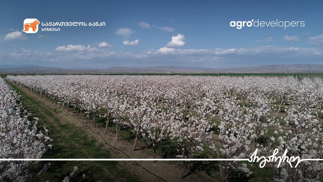 “საქართველოს ბანკი” და კომპანია “აგრო დეველოპერსი“ მცირე და საშუალო ზომის აგრობიზნესებს დამატებით მომსახურებას სთავაზობს