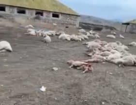 დედოფლისწყაროში მგლებმა 100-ზე მეტი ცხვარი დაგლიჯეს