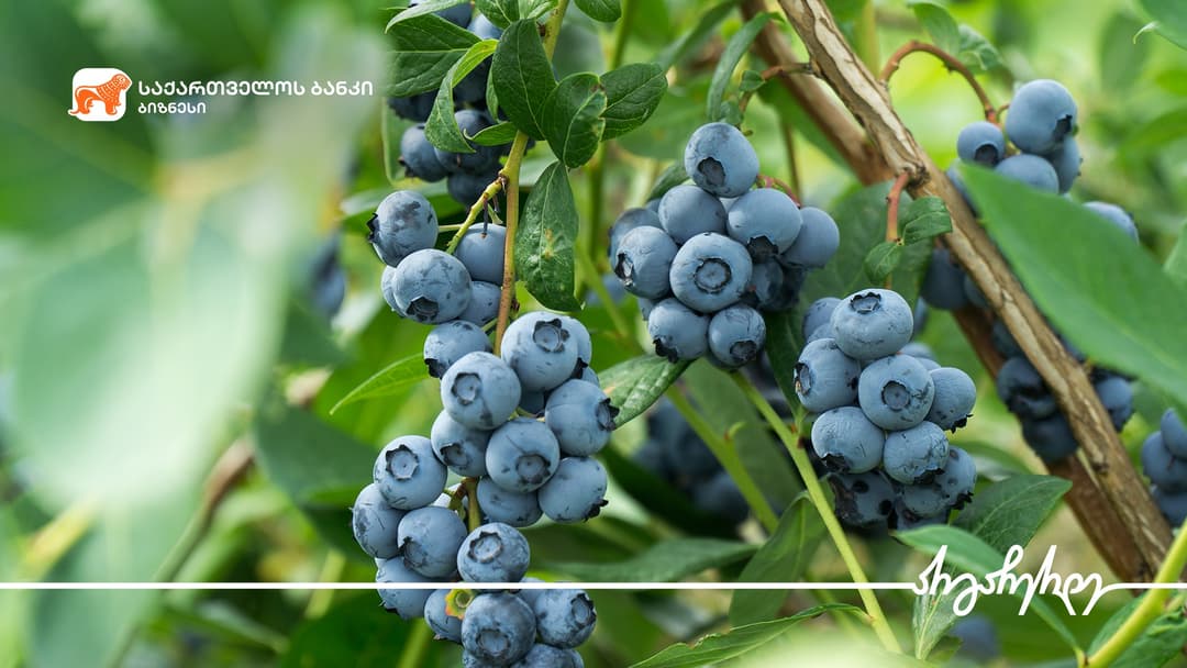 “საქართველოს ბანკის” მხარდაჭერით ოზურგეთში 14 ჰა-ზე მოცვის ბაღები გაშენდება