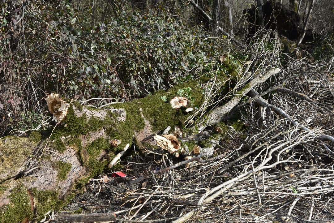 ლანჩხუთში ძლიერ ქარს ახალგაზრდა მამაკაცის სიცოცხლე ემსხვერპლა