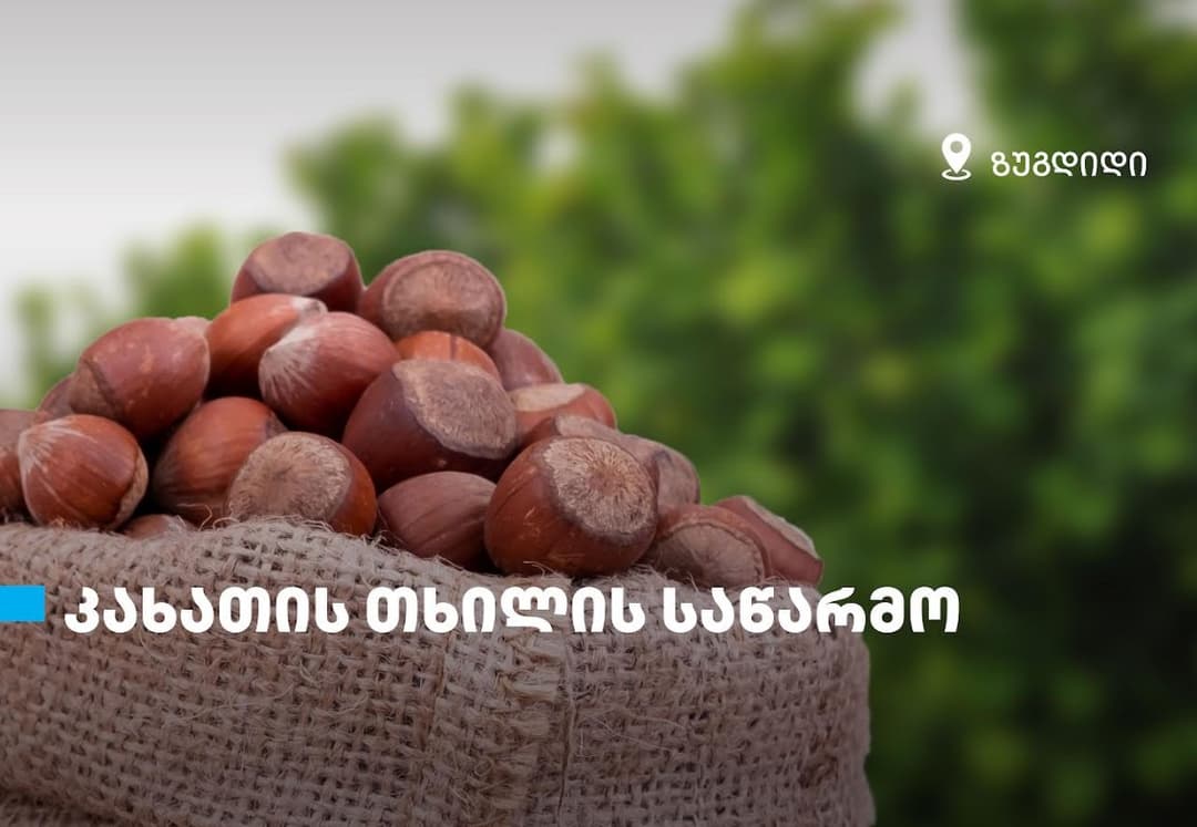 თიბისის მხარდაჭერით, ზუგდიდში თხილის საწარმო – “კახათის თხილი“ გაიხსნა