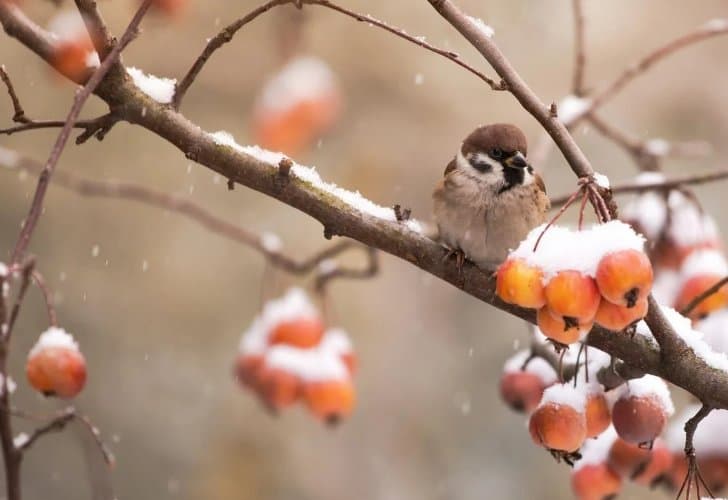 15-17 თებერვალს მოსალოდნელი ამინდი საქართველოში