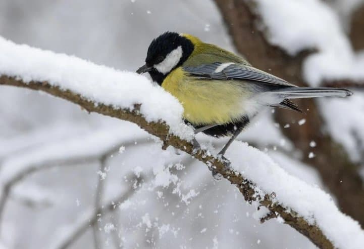 6-7 დეკემბერს აღმოსავლეთ საქართველოში ძლიერი თოვაა მოსალოდნელი