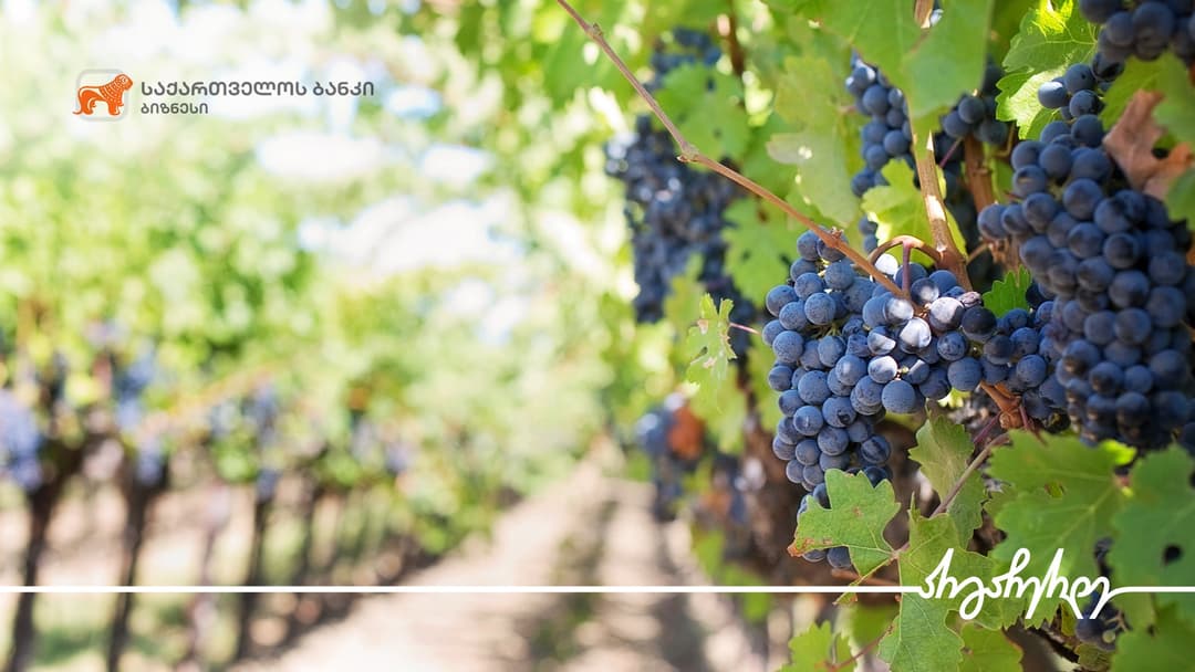 “საქართველოს ბანკის“ მხარდაჭერით გურჯაანში 20 ჰა-ზე მეურნეობა მოეწყო