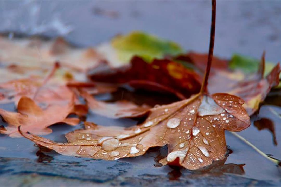 11 ნოემბრამდე მოსალოდნელი ამინდი საქართველოში