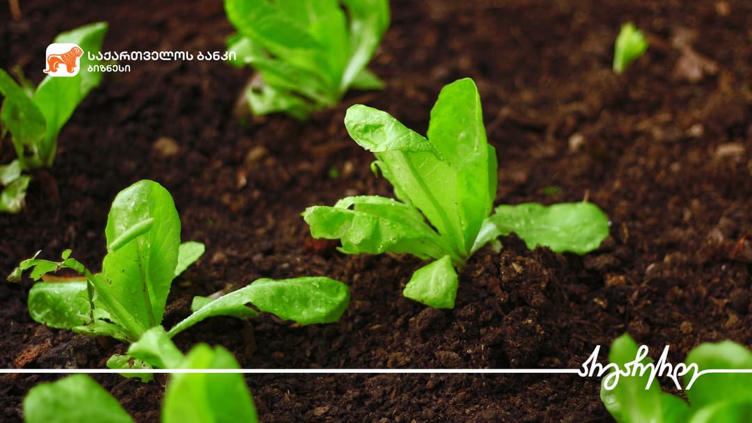 “საქართველოს ბანკის” მხარდაჭერით სოფელ კარალეთში 7 ჰა-ზე აგრომეურნეობა მოეწყო