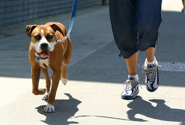 Fines set to increase for taking out dog without leash, collar