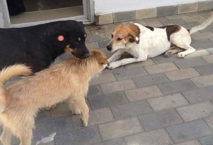 ბორჯომის მუნიციპალიტეტში უმეთვალყურეოდ დარჩენილი ძაღლების სტერილიზაცია, კასტრაცია და ვაქცინაცია ხორციელდება