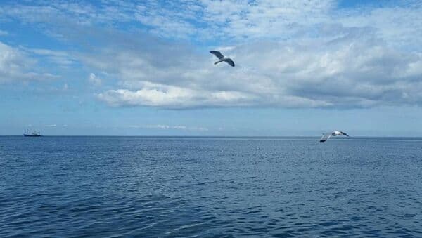 ბათუმში გაუჩინარებული მოზარდი გარდაცვლილი იპოვეს, დაკავებულია სამი პირი