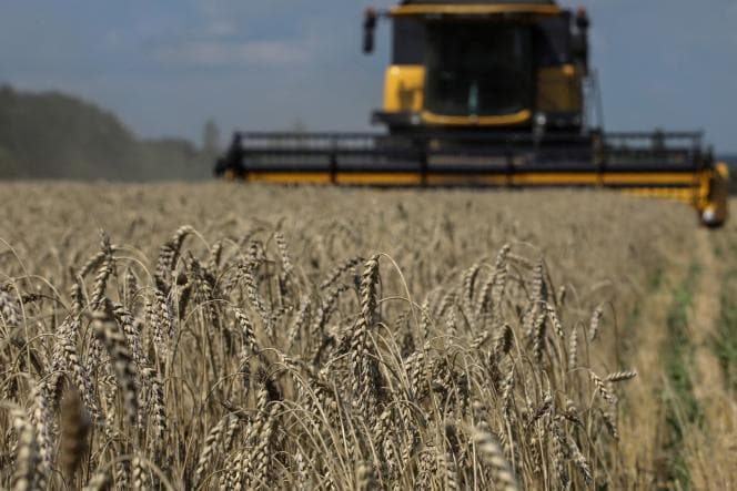 Suspension of grain agreement may lead to 10-15% increase in wheat prices – IMF
