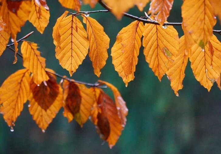 17-20 ნოემბერს მოსალოდნელი ამინდი საქართველოში