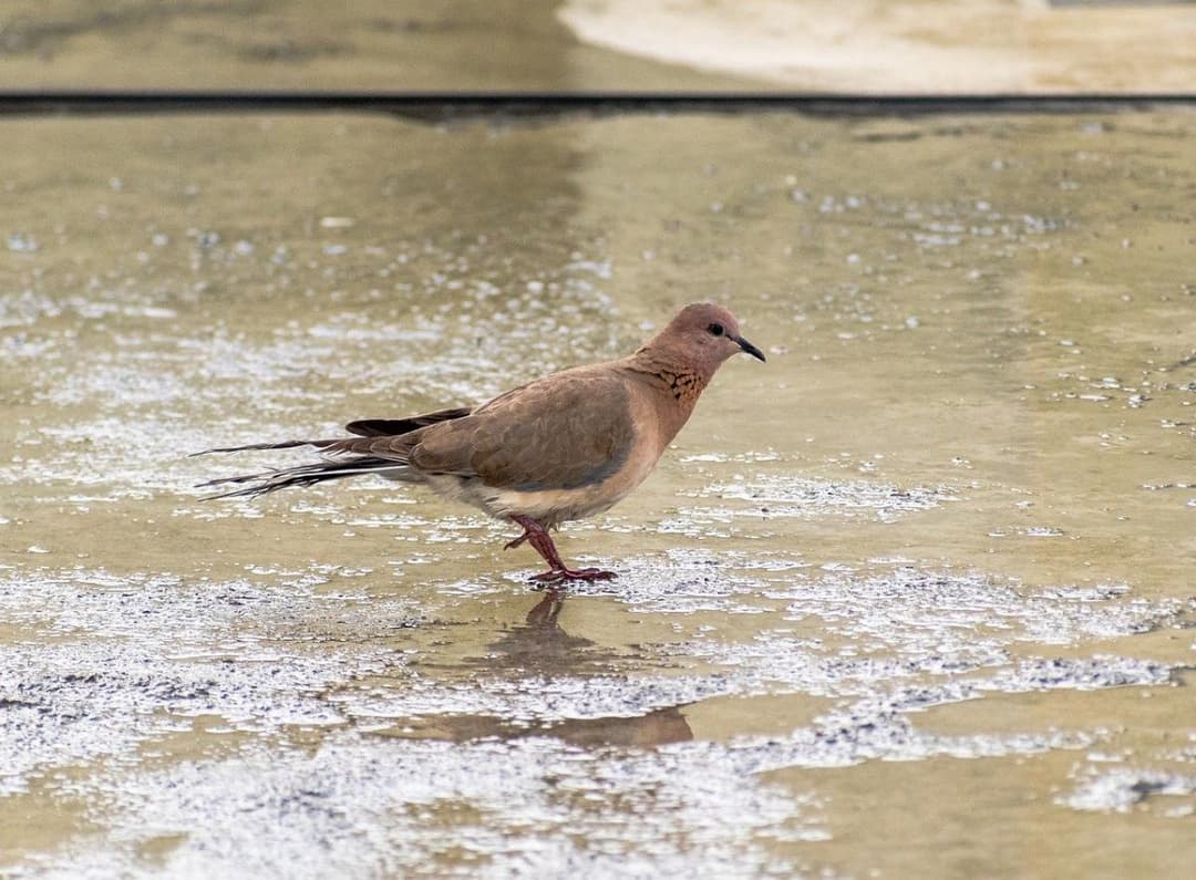 20-22 თებერვალს მოსალოდნელი ამინდი საქართველოში