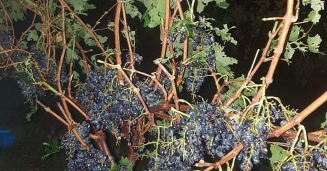 Gov’t vows to purchase hail-damaged grapes