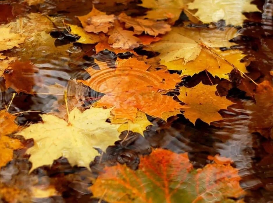 20-21 სექტემბერს მოსალოდნელი ამინდი საქართველოში