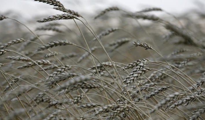 გაერო მსოფლიოში მასობრივ შიმშილს პროგნოზირებს