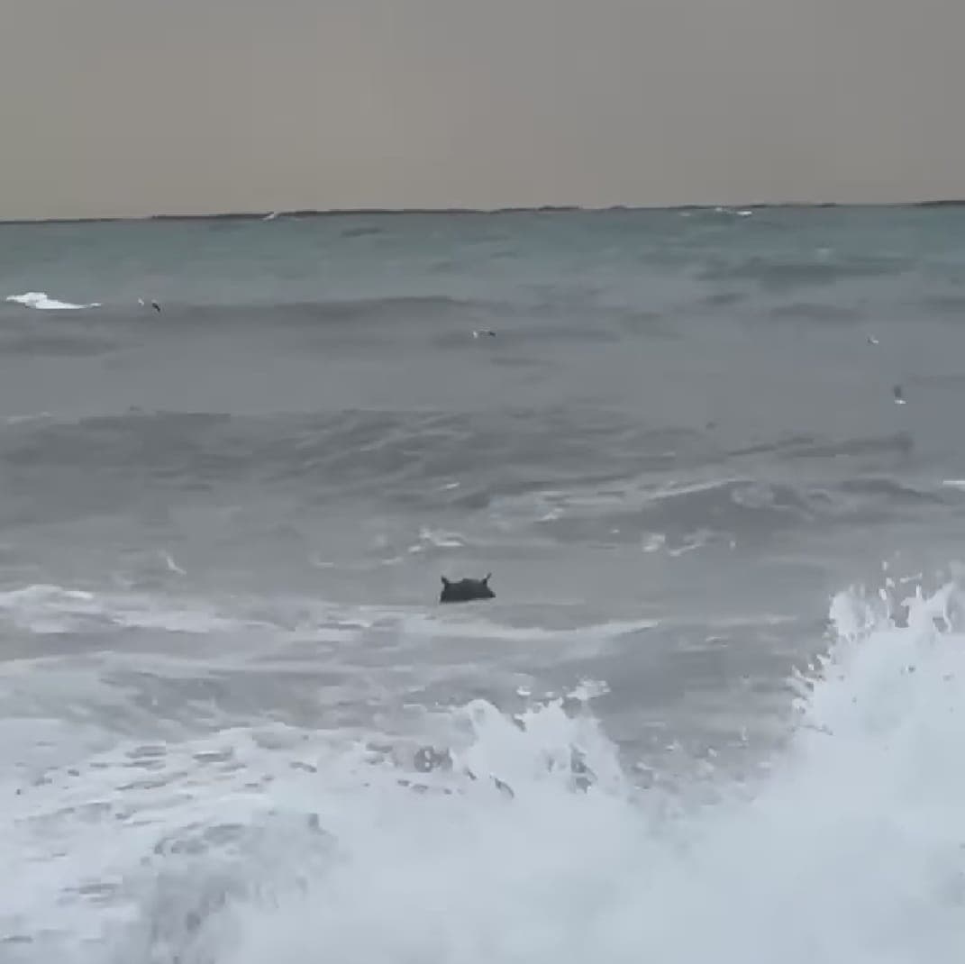 გიგა ინაშვილი – ამ ნაღმებით დაინაღმა ყირიმიდან ოდესამდე ზოლი, ზღვას მინიმუმ ეს 1 ცალი ჩვენთანაც გამოურიყავს