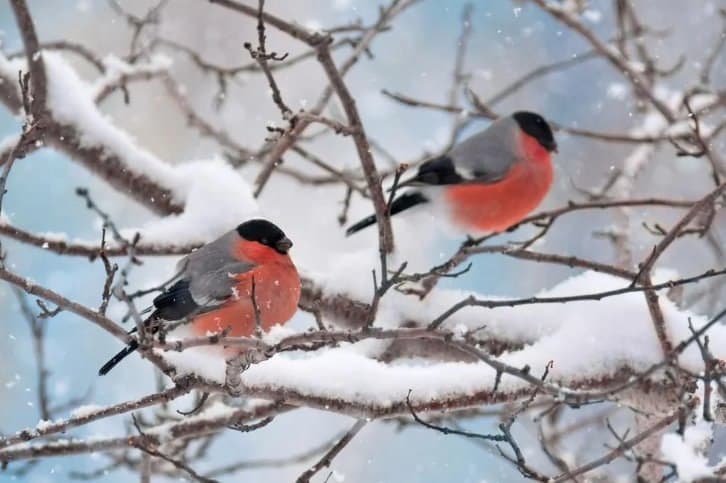 19–21 თებერვალს მოსალოდნელი ამინდი საქართველოში