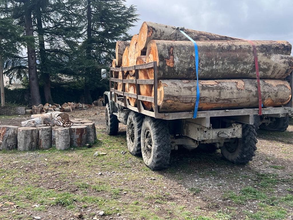 კახეთში დიდი ოდენობით ხე-ტყის უკანონო მოპოვება-ტრანსპორტირების ფაქტი გამოავლინეს