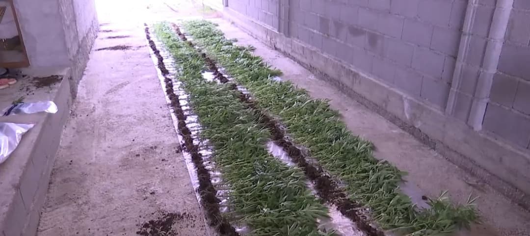 კახეთის პოლიციამ ნარკოდანაშაულისთვის 3 პირი დააკავა