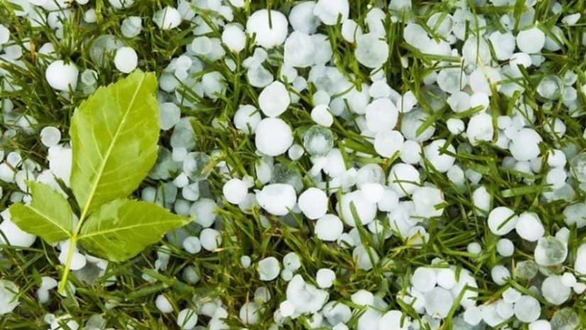 გურჯაანის მუნიციპალიტეტში სოფლები დაისეტყვა