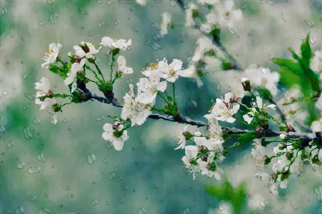 16 მაისამდე მოსალოდნელი ამინდი საქართველოში