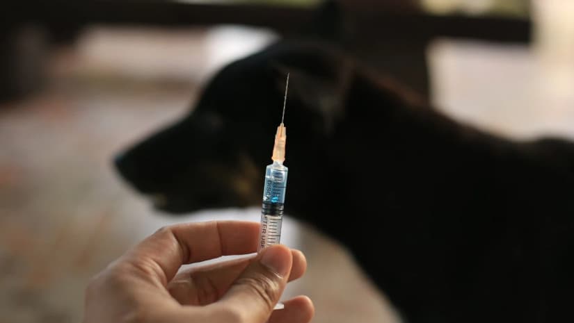 Rabies is a life-threatening zoonotic disease that affects both wild and domestic animals, and it can be transmitted to humans through bites or scratches